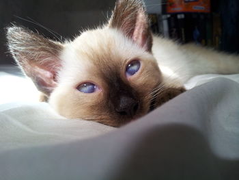 Close-up portrait of cat relaxing at home