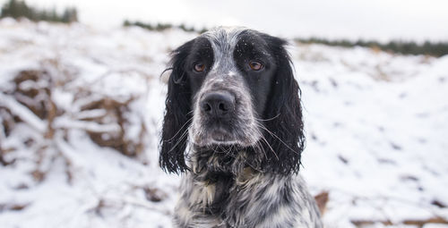 Close-up portrait of black dog during winter