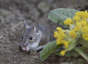 Close-up of an animal on field