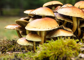 Close-up of mushroom growing on field