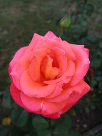 Close-up of pink rose