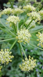 Close-up of flowers blooming outdoors