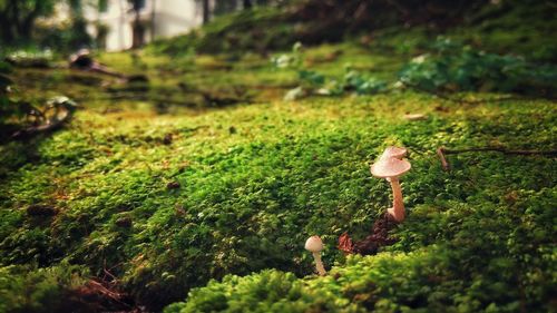 Close-up of mushroom growing in forest