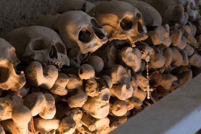 Close-up of human skull