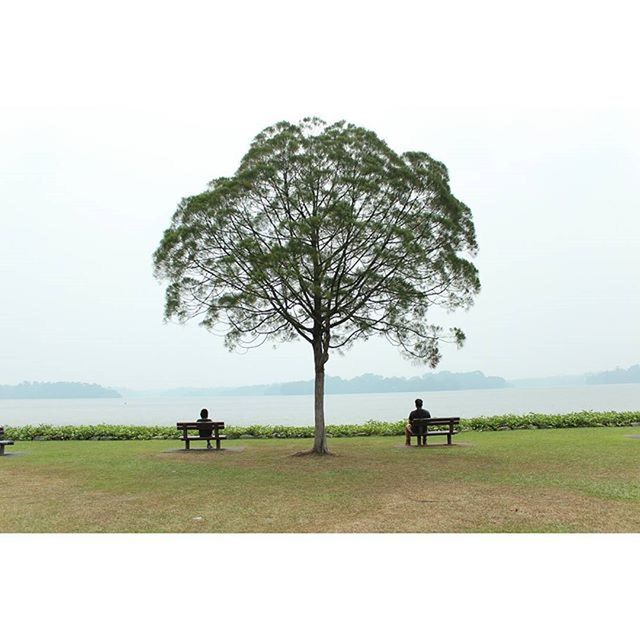 tree, tranquility, men, tranquil scene, grass, field, landscape, leisure activity, beauty in nature, lifestyles, nature, scenics, silhouette, sky, clear sky, unrecognizable person, sitting