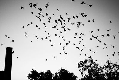 Flock of silhouette birds flying against clear sky