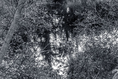 Full frame shot of plants growing in water