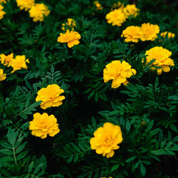 Close-up of yellow flowers blooming in field