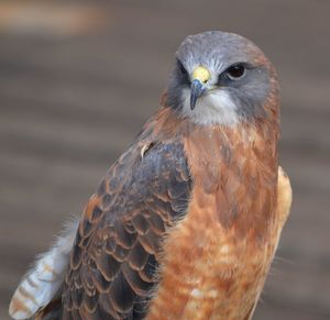 Close-up portrait of owl