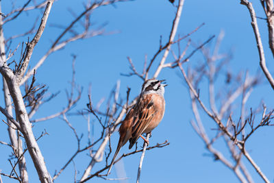 Low angle view of bird perching on bare tree against sky