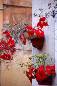 Red flowers blooming outdoors