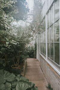Plants and trees seen through glass window