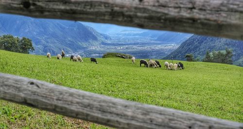 Cows on field