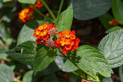 Close-up of red flowering plant