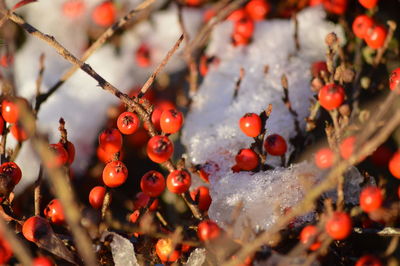 Close-up of frozen berries on tree during winter