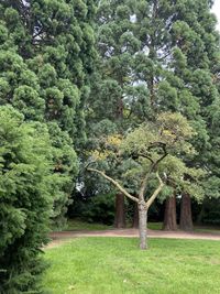 Trees on field in forest