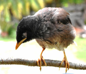 Close-up of a bird