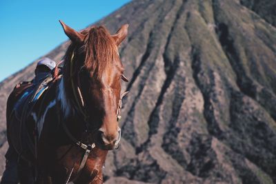 Close-up of a horse on land