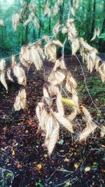 Close-up of lizard on field