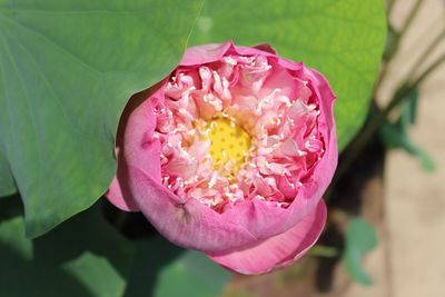 Close-up of pink rose