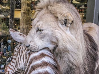 Close-up of lion biting zebra