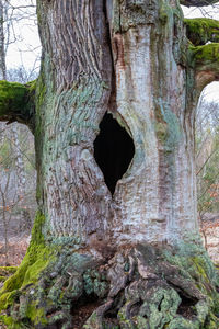 Close-up of hole in tree trunk