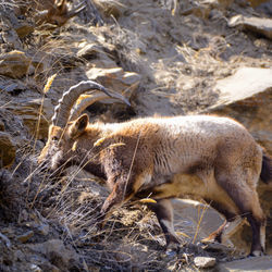 Himalayan ibex grazing