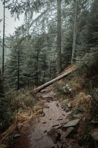 Plants growing on land in forest