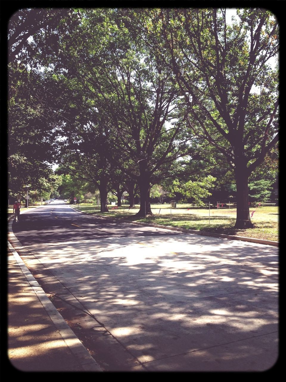 tree, transfer print, auto post production filter, the way forward, shadow, tranquility, growth, footpath, sunlight, road, park - man made space, empty, nature, tree trunk, day, diminishing perspective, tranquil scene, park, transportation, street