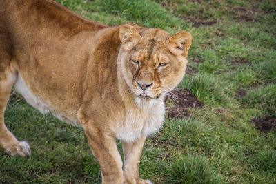 Lion on grass