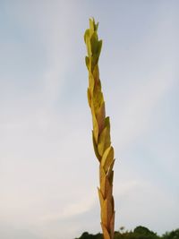 Low angle view of yellow leaf against sky