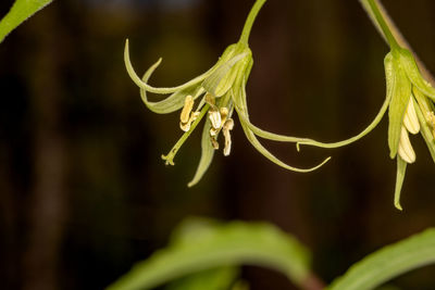 plant