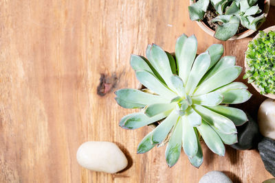 High angle view of succulent plant on table