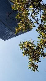 Low angle view of flowering tree against sky