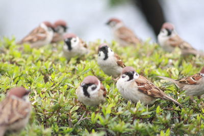 Close-up of birds perching on grass