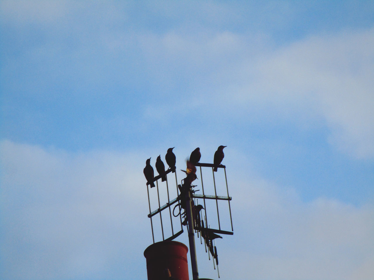 LOW ANGLE VIEW OF SILHOUETTE BIRDS PERCHING ON CABLE
