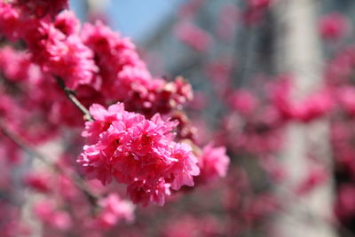 Close-up of pink cherry blossom
