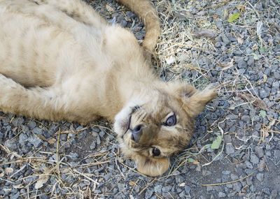 High angle view of a cat resting on field