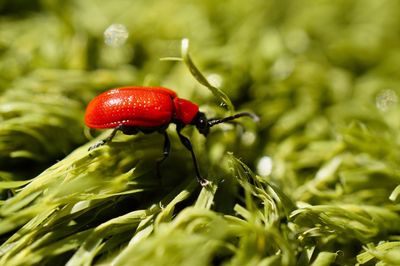 Close-up of insect on plant