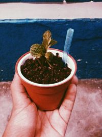 Cropped image of hand holding small potted plant