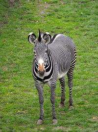 Zebras grazing on grassy field