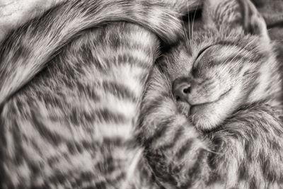 Close-up of cat sleeping