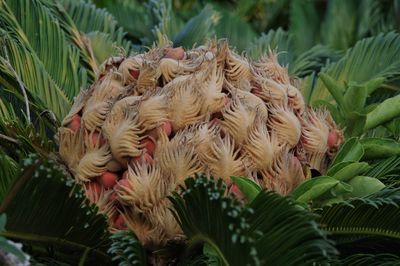 Close-up of flowers