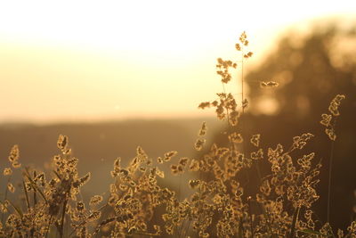 Close-up of plants growing on field against sky during sunset