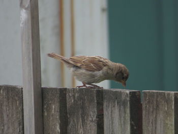 Close-up of bird perching on wooden post