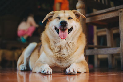 Portrait of dog sitting on floor at home