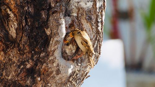 Close-up of insect on tree trunk