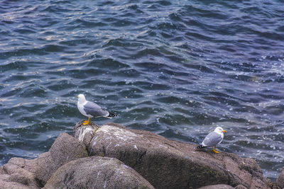 Seagull perching on rock