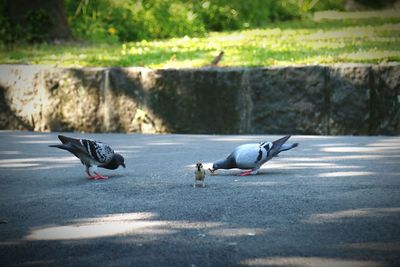 Bird perching on street