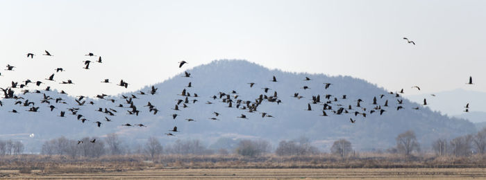 Flock of birds flying in the sky